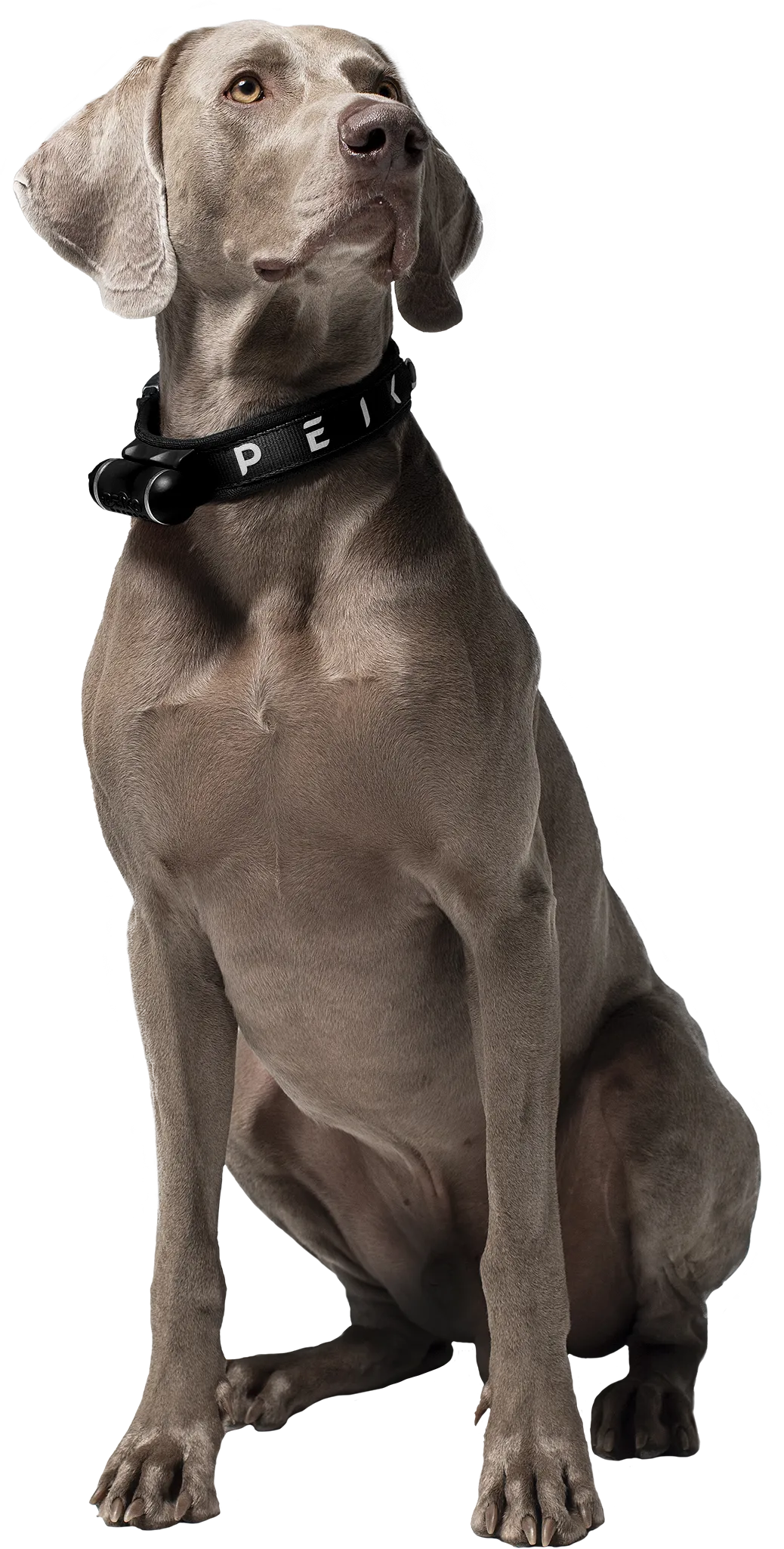 PEIKO® Quickleash™ Dogcollar With Built-in Retractable Dog Leash